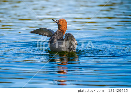 拍打Hoshidaro 121429415