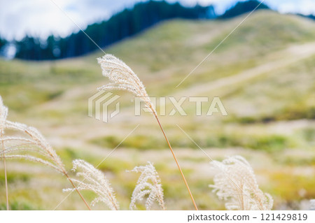 [Tonomine Plateau] Beautiful silver grass scenery heralds the arrival of autumn 121429819