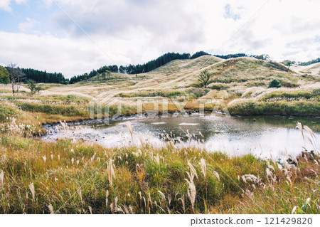 【富峰高原】蒲葦美麗的風景預示著秋天的到來 【富峰高原】蒲葦美麗的風景預示著秋天的到來 121429820
