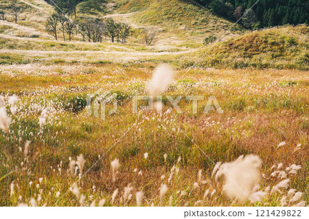 【富峰高原】蒲葦美麗的風景預示著秋天的到來 121429822