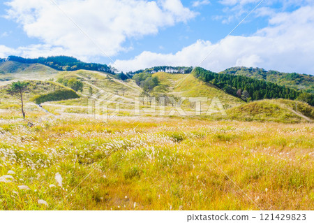 【富峰高原】蒲葦美麗的風景預示著秋天的到來 121429823