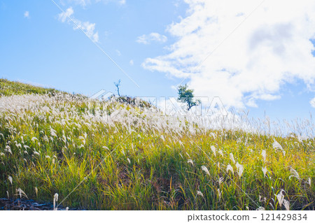 [Tonomine Plateau] Beautiful silver grass scenery heralds the arrival of autumn 121429834
