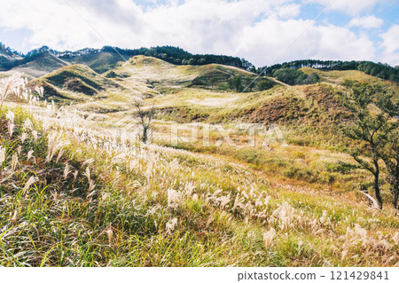 [Tonomine Plateau] Beautiful silver grass scenery heralds the arrival of autumn 121429841