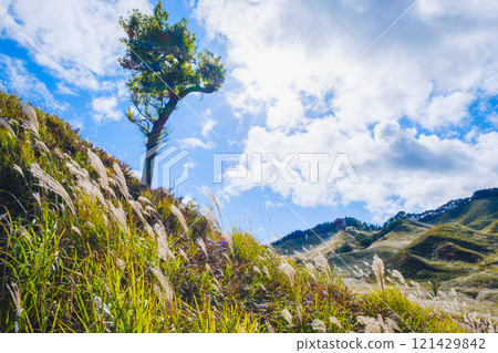 [Tonomine Plateau] Beautiful silver grass scenery heralds the arrival of autumn 121429842