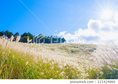 【富峰高原】蒲葦美麗的風景預示著秋天的到來 【富峰高原】蒲葦美麗的風景預示著秋天的到來 121429860