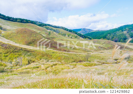 【富峰高原】蒲葦美麗的風景預示著秋天的到來 121429862