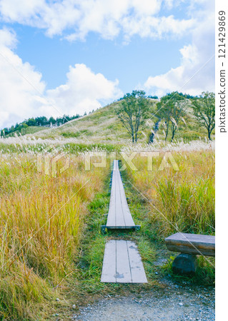 【富峰高原】蒲葦美麗的風景預示著秋天的到來 121429869