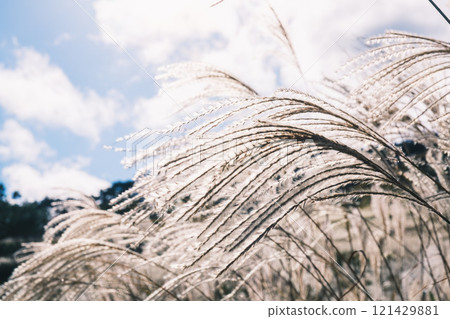 【富峰高原】蒲葦美麗的風景預示著秋天的到來 【富峰高原】蒲葦美麗的風景預示著秋天的到來 121429881