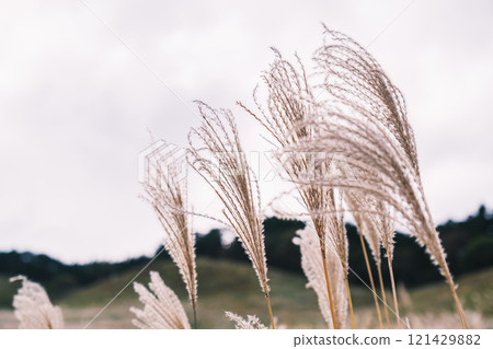 【富峰高原】蒲葦美麗的風景預示著秋天的到來 121429882