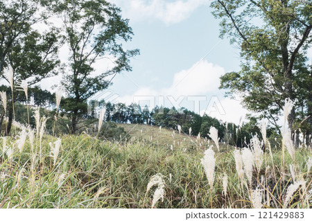 [Tonomine Plateau] Beautiful silver grass scenery heralds the arrival of autumn 121429883