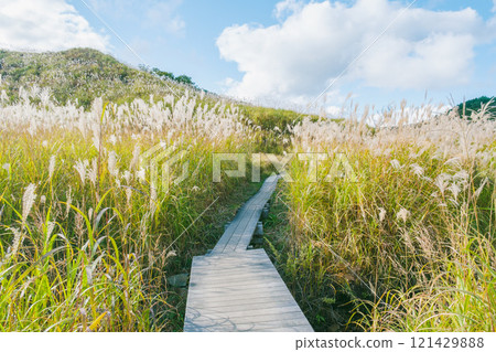 【富峰高原】蒲葦美麗的風景預示著秋天的到來 121429888