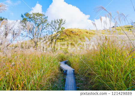 [Tonomine Plateau] Beautiful silver grass scenery heralds the arrival of autumn 121429889