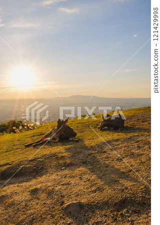 [Mount Wakakusa] A deer relaxing with the setting sun in the background 121429998