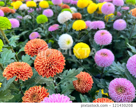 A lively garden scene showcasing vibrant chrysanthemum varieties in full bloom, featuring diverse hues of pink, yellow, white, orange, and green, nature and botanical enthusiasts 121430208