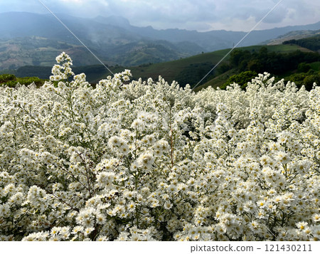 A serene display of delicate white blossoms densely packed together, showcasing natural elegance and purity, intricate texture of these small flowers creates a soothing, harmonious atmosphere 121430211