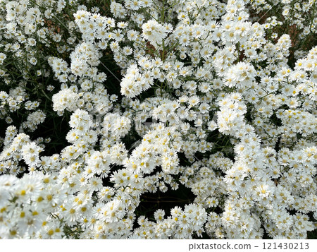 A serene display of delicate white blossoms densely packed together, showcasing natural elegance and purity, intricate texture of these small flowers creates a soothing, harmonious atmosphere 121430213