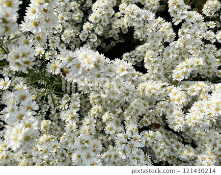 A serene display of delicate white blossoms densely packed together, showcasing natural elegance and purity, intricate texture of these small flowers creates a soothing, harmonious atmosphere 121430214