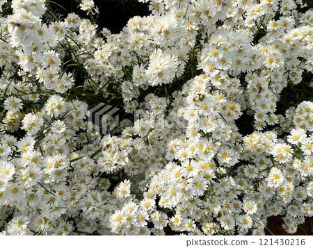 A serene display of delicate white blossoms densely packed together, showcasing natural elegance and purity, intricate texture of these small flowers creates a soothing, harmonious atmosphere 121430216