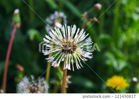 Close-Up of a Dewy Dandelion in Nature 121430817