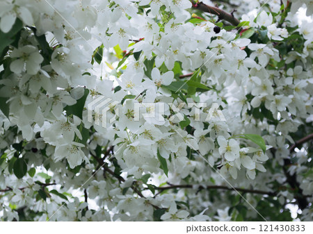 Close-up of white apple blossoms in spring 121430833