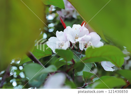 Delicate White Flowers Framed by Green Leaves 121430850