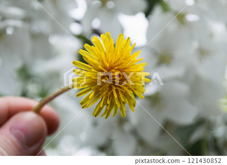 Fingers hold a yellow dandelion among white apple trees in bloom 121430852