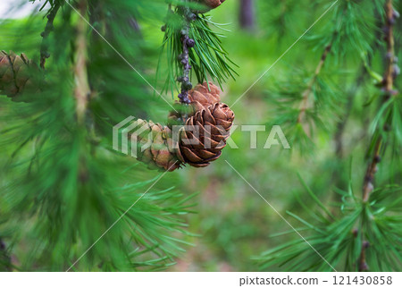 Pine Cones on Evergreen Tree Branch Pine Cones on Evergreen Tree Branch 121430858