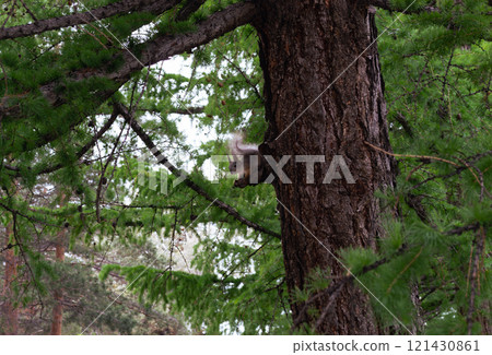 Squirrel on trunk of pine tree in the forest 121430861