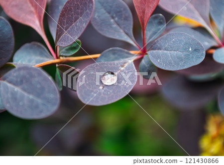 Water Droplet on Purple Leaf Close-Up Water Droplet on Purple Leaf Close-Up 121430866