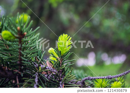 Young fresh green shoots of spruce on branch 121430879