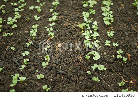 Fresh radish young growing germination seeds plant spring sprouts Raphanus raphanistrum sprout grows ground bio farmer farming agricultural farm garden, organically grown edible root vegetable Europe Fresh radish young growing germination seeds plant spring sprouts Raphanus raphanistrum sprout grows ground bio farmer farming agricultural farm garden, organically grown edible root vegetable Europe 121430936