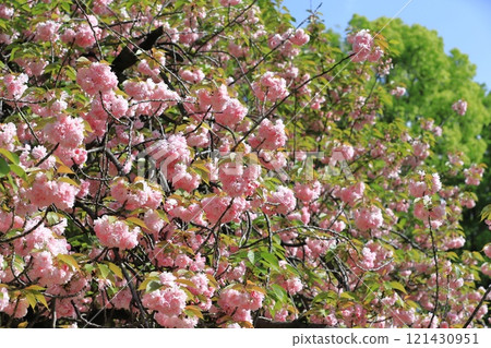 雙櫻花盛開「關山」 雙櫻花盛開「關山」 121430951
