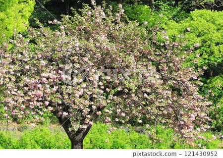 雙櫻花盛開「關山」 雙櫻花盛開「關山」 121430952