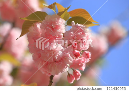 Double cherry blossoms in full bloom ``Sekiyama'' Double cherry blossoms in full bloom ``Sekiyama'' 121430953