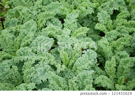 Farm winter leaf curly kale detail harvesting plant cabbage leaves bio organic plantation harvest vegetables Brassica oleracea sabellica cultivars grown green, purple, bush, Italian resistant Europe 121431029