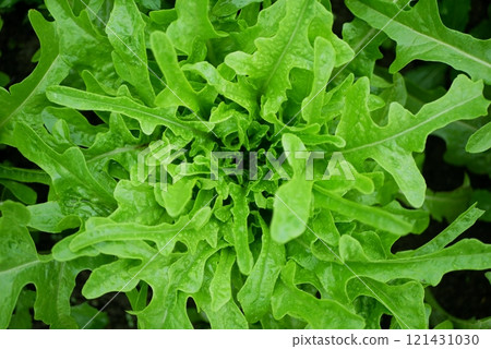 Lettuce rocket arugula vegetable Eruca sativa vesicaria roquette and rucola bio green harvest farmer farming greenhouse folio and agricultural farm garden corrugated harvesting leaf green food Lettuce rocket arugula vegetable Eruca sativa vesicaria roquette and rucola bio green harvest farmer farming greenhouse folio and agricultural farm garden corrugated harvesting leaf green food 121431030