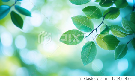 綠色的枝葉在陽光的照射下閃閃發亮 121431452
