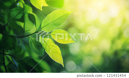 綠葉在光的背景下蔓延 121431454