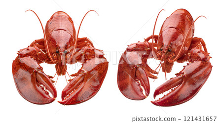 Red lobster isolated on white background with clipping path, package design element 121431657