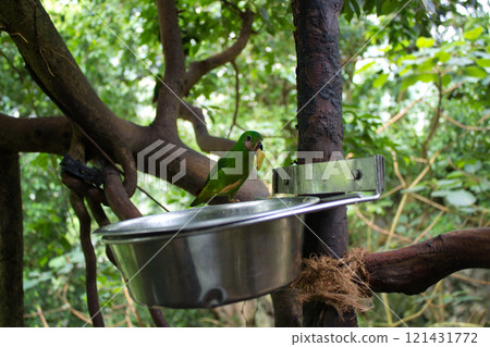 Green parrot eating in natural habitat Green parrot eating in natural habitat 121431772