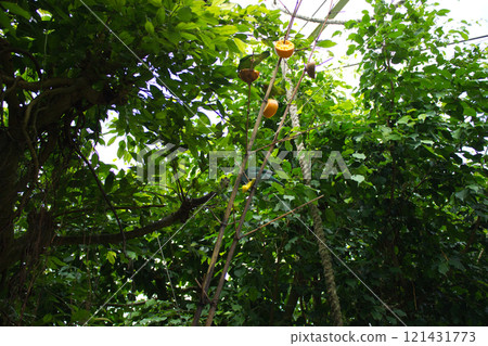 Feeding station in tropical forest habitat 121431773