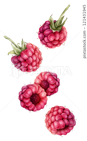 Watercolor illustration Raspberries and blackberries. Hand drawing set of red and violet berries. Graphic design element isolated on white background. 121431945