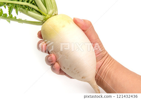 Gensuke radish from Kaga vegetables 121432436
