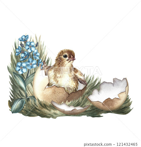 A hatched chicken on the grass with forget-me-nots. A hand-drawn watercolor illustration. Highlight it. For making greeting cards and invitations for Easter. For packaging, labels, banners and posters 121432465