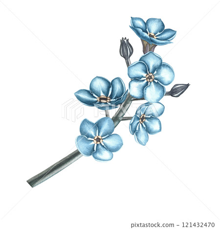 The forget-me-not flower. A hand-drawn watercolor illustration in vintage style. A sprig of blue forget-me-nots. For making greeting cards and birthday or wedding invitations. For packaging, labels 121432470