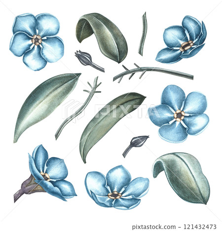 A set with forget-me-nots flowers. A hand-drawn watercolor illustration. Highlight it. Clip art of a part of a forget-me-not plant. For greeting and invitation cards. For packaging, labels, textiles. 121432473
