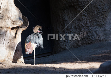 Grey crowned crane 121432512
