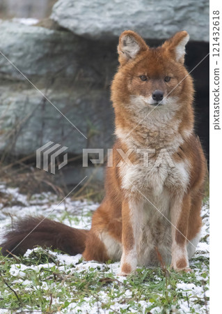 Indian wild dog pose in the nature habitat 121432618