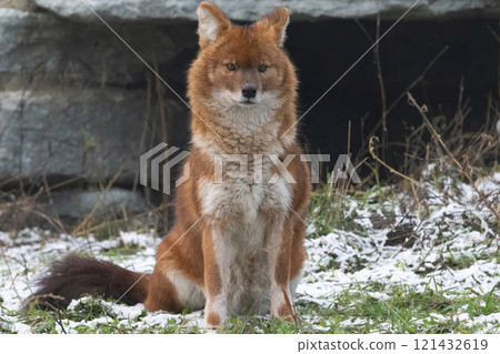 Indian wild dog pose in the nature habitat 121432619