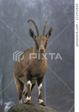 Adult Nubian ibex goat 121432620